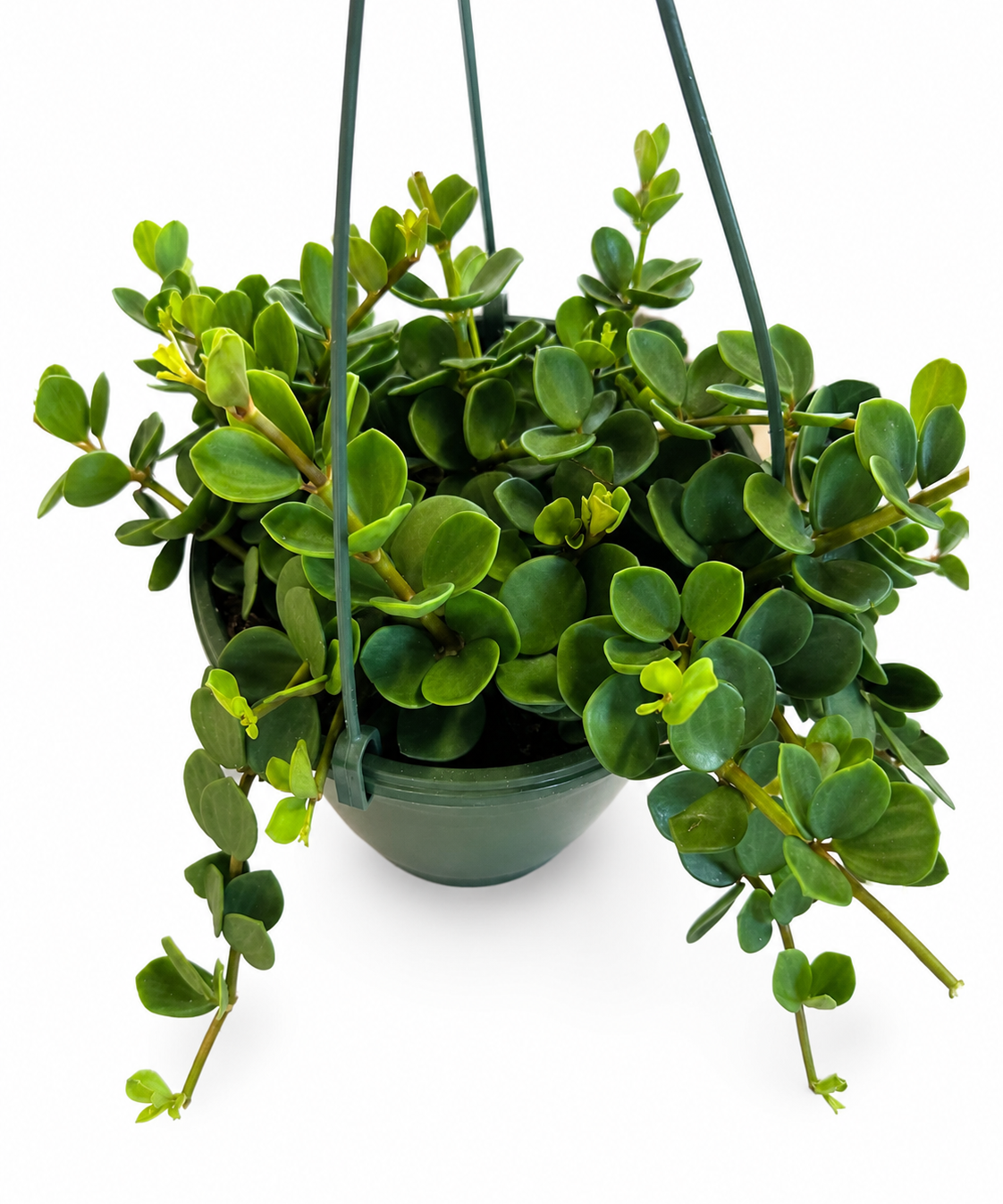 Peperomia Hope