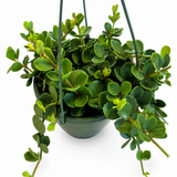 Peperomia Hope