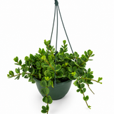 Peperomia Hope