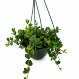 Peperomia Hope