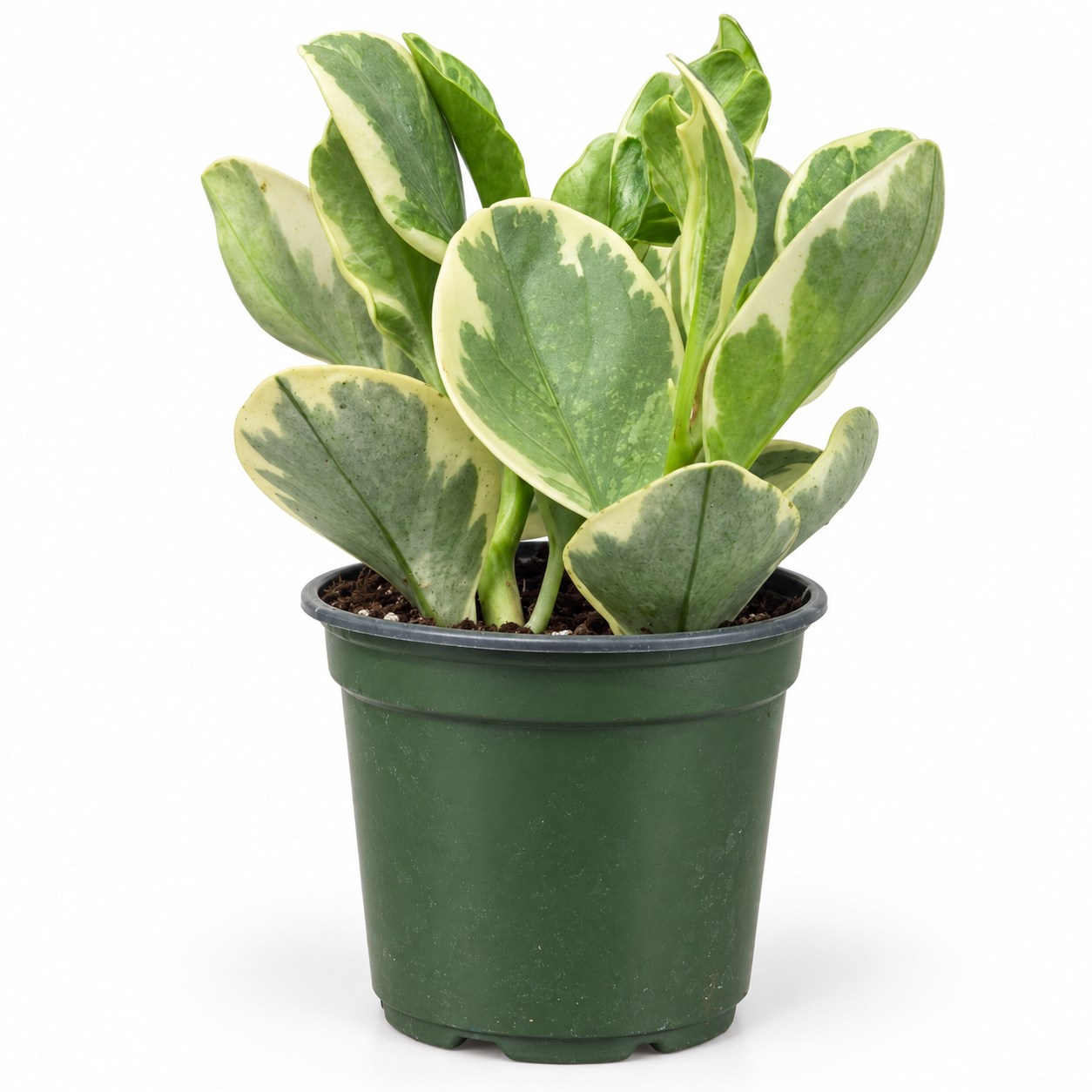 Peperomia Obtusifolia Variegata
