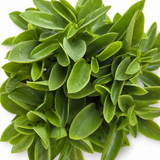 Peperomia Pixie Lime