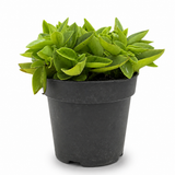 Peperomia Pixie Lime