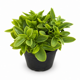 Peperomia Pixie Lime