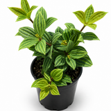 Peperomia Stilts