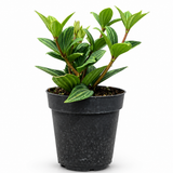 Peperomia Stilts
