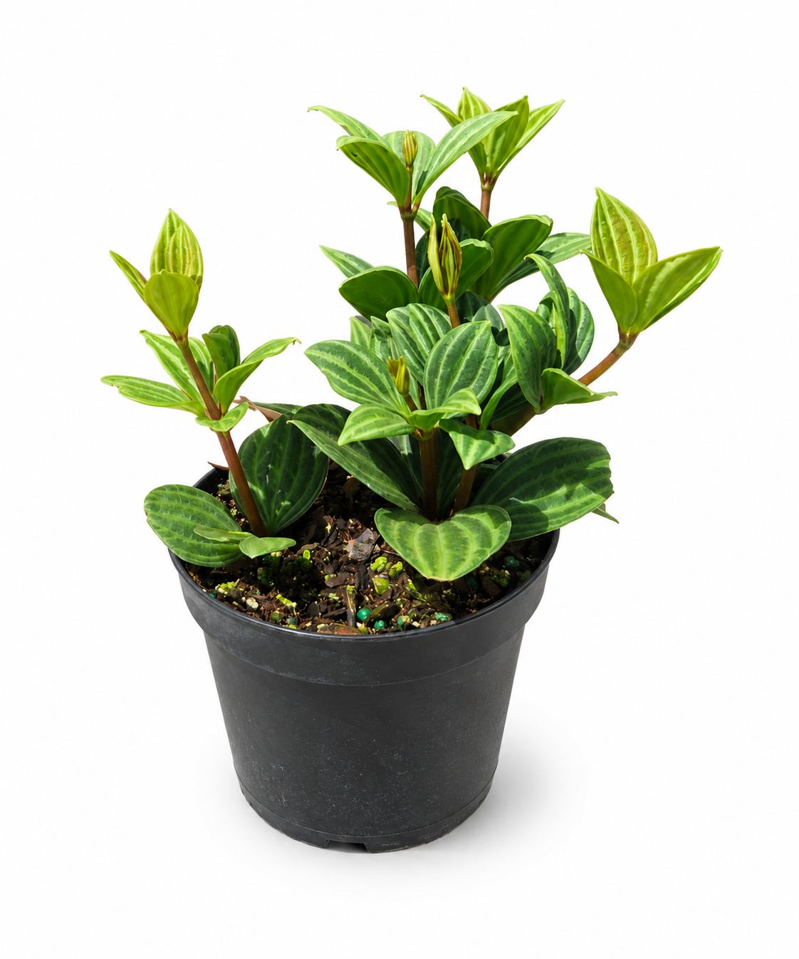 Peperomia Stilts