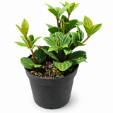 Peperomia Stilts