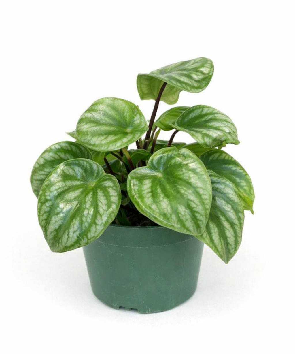 Watermelon peperomia (Peperomia argyreia) houseplant with round green leaves striped with dark green and silver, growing in a small green plastic pot against a white background.