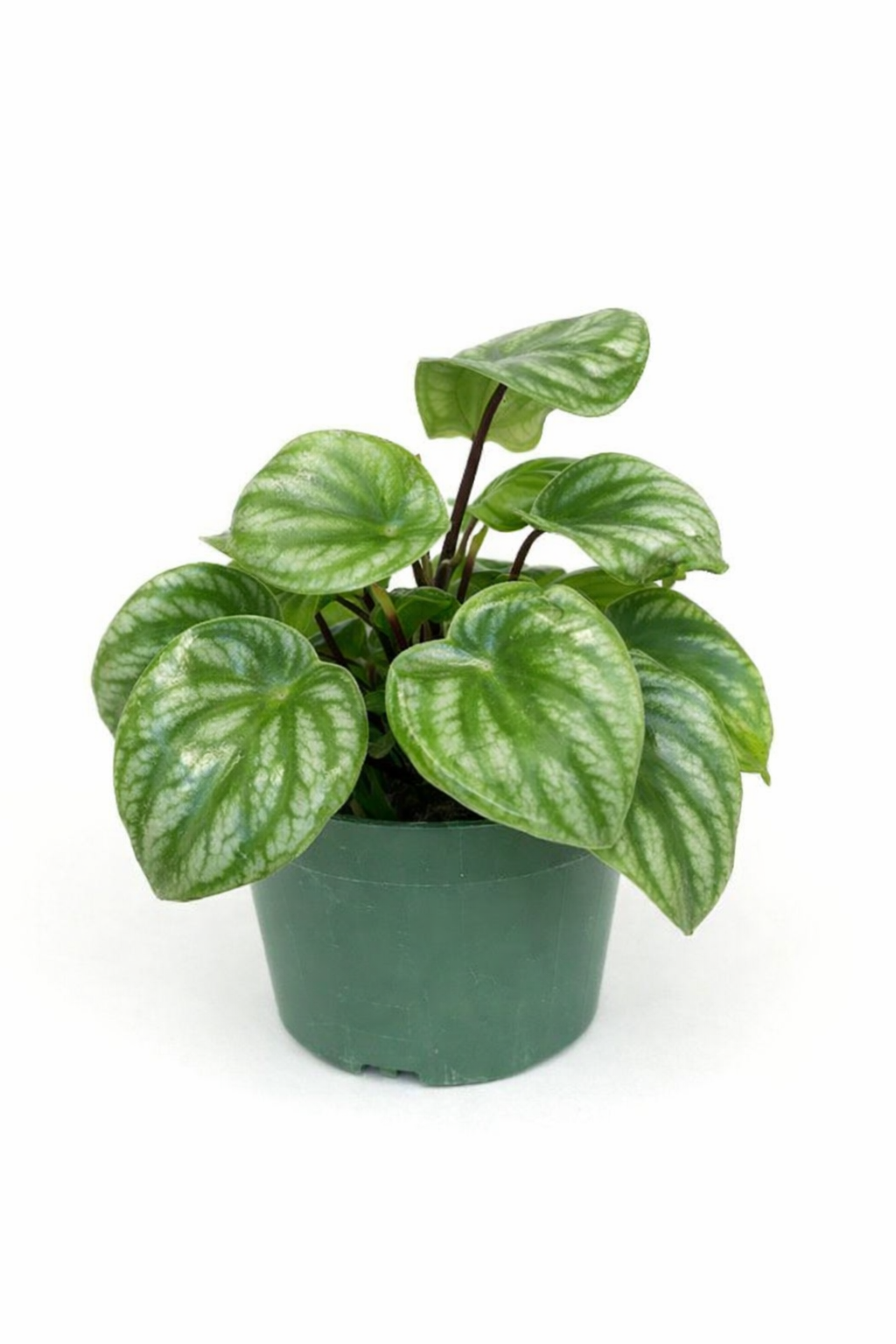Watermelon peperomia (Peperomia argyreia) houseplant with round green leaves striped with dark green and silver, growing in a small green plastic pot against a white background.