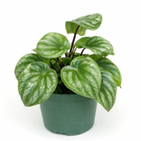 Watermelon peperomia (Peperomia argyreia) houseplant with round green leaves striped with dark green and silver, growing in a small green plastic pot against a white background.