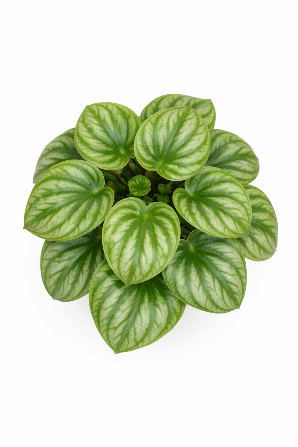 Top view of a Watermelon peperomia (Peperomia argyreia) plant showing a rosette of round green leaves striped with dark green and silver, in a pot against a white background.