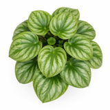 Top view of a Watermelon peperomia (Peperomia argyreia) plant showing a rosette of round green leaves striped with dark green and silver, in a pot against a white background.