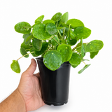 Peperomia 'Chinese Money Plant'
