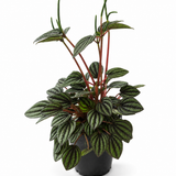 Peperomia Piccolo Banda