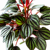 Peperomia Piccolo Banda