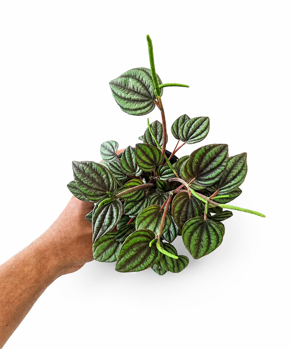Peperomia Piccolo Banda
