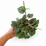 Peperomia Piccolo Banda