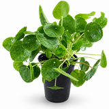 Peperomia 'Chinese Money Plant'