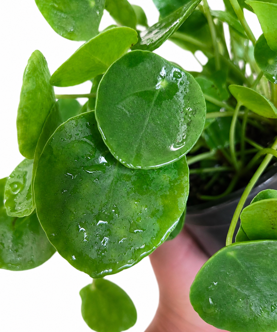 Pilea peperomioides 'Chinese Money Plant'