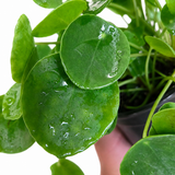 Peperomia 'Chinese Money Plant'