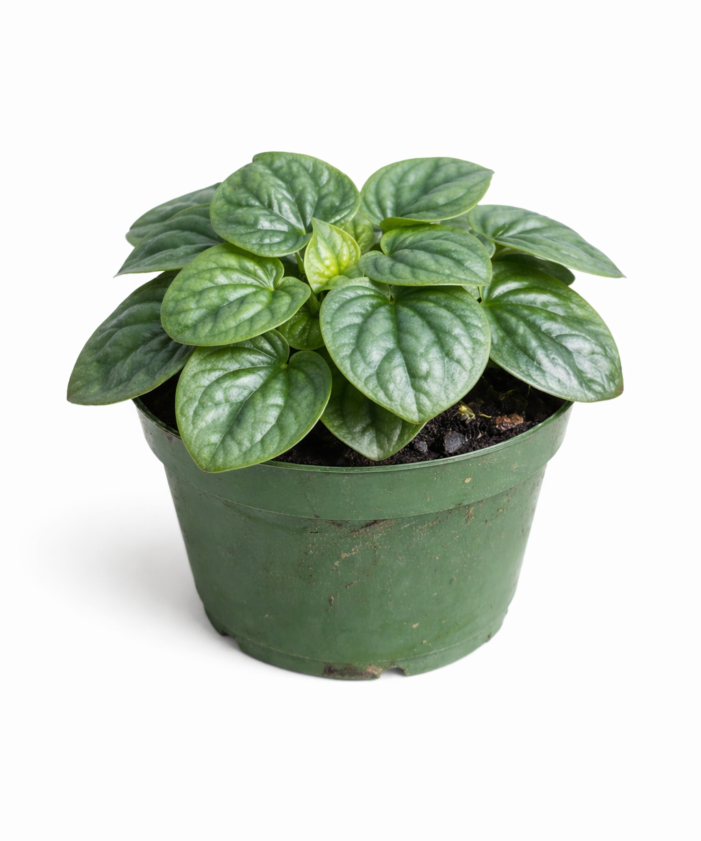 Peperomia 'Frost' plant with silvery-green heart-shaped leaves with darker green edges growing in a green plastic nursery pot against a white background.
