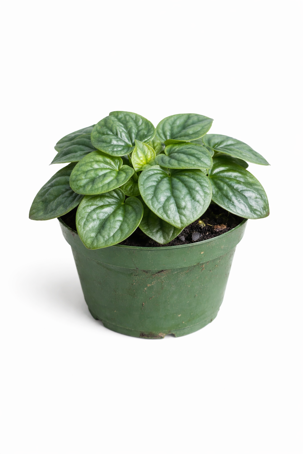 Peperomia 'Frost' plant with silvery-green heart-shaped leaves with darker green edges growing in a green plastic nursery pot against a white background.