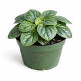 Peperomia 'Frost' plant with silvery-green heart-shaped leaves with darker green edges growing in a green plastic nursery pot against a white background.