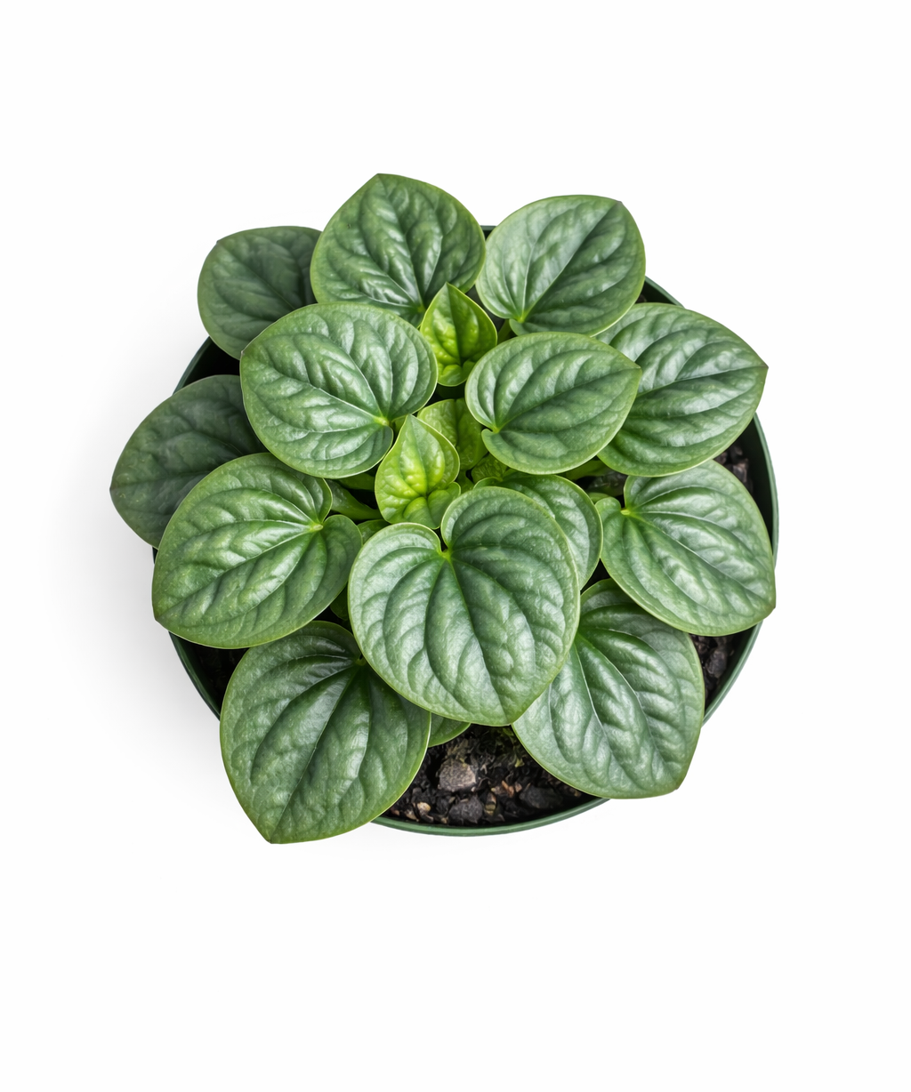 Top view of Peperomia 'Frost' plant showing a rosette of silvery-green heart-shaped leaves with darker green edges in a pot against a white background.