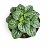 Top view of Peperomia 'Frost' plant showing a rosette of silvery-green heart-shaped leaves with darker green edges in a pot against a white background.