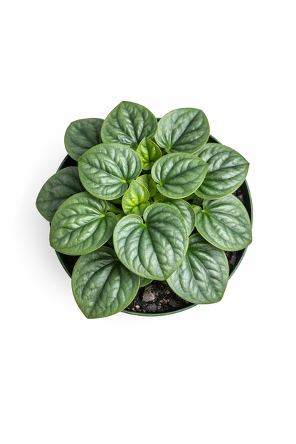 Top view of Peperomia 'Frost' plant showing a rosette of silvery-green heart-shaped leaves with darker green edges in a pot against a white background.