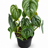 Philodendron Brantianum