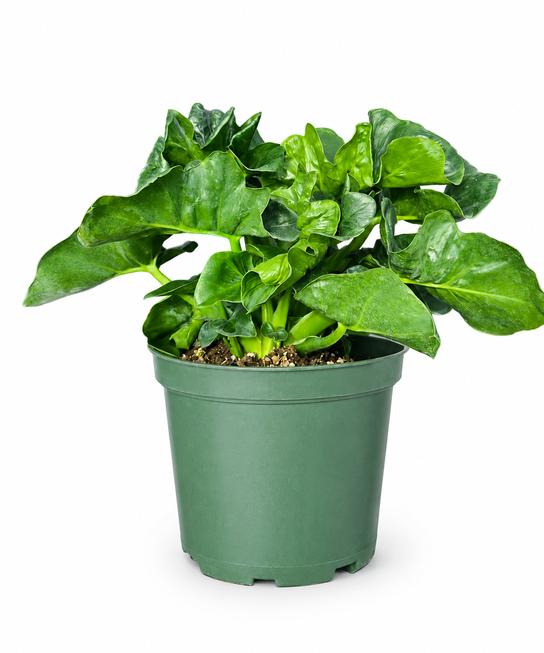 Philodendron Atom
