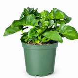 Philodendron Atom
