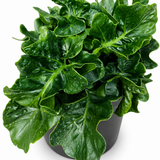 Philodendron Atom