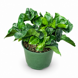 Philodendron Atom