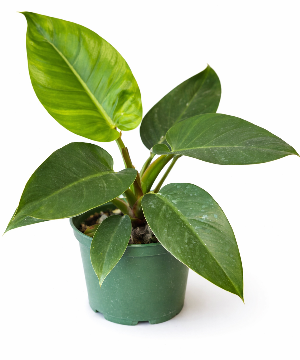 Philodendron 'Imperial Green' houseplant with large glossy dark green leaves growing from a green nursery pot against a white background.