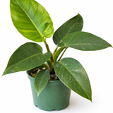 Philodendron 'Imperial Green' houseplant with large glossy dark green leaves growing from a green nursery pot against a white background.