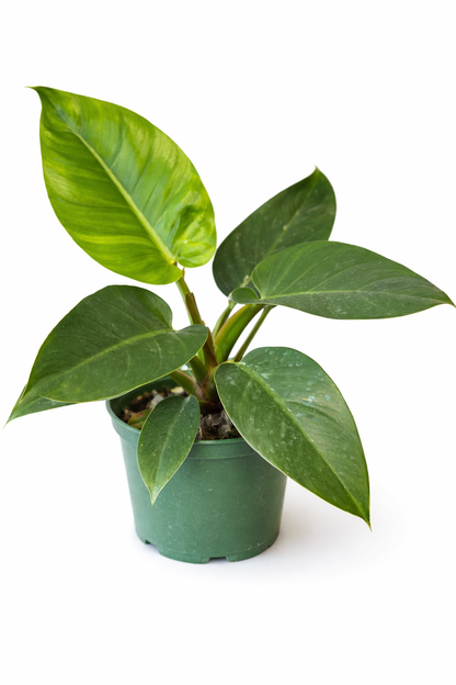 Philodendron 'Imperial Green' houseplant with large glossy dark green leaves growing from a green nursery pot against a white background.