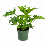 Philodendron Likety Split