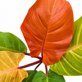 Philodendron Mccoys Finale