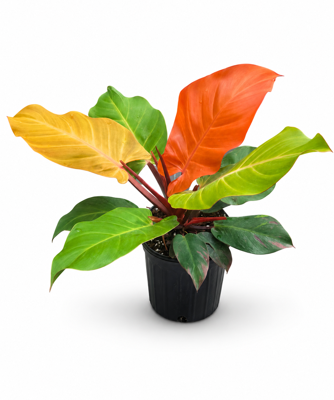Philodendron Mccoys Finale