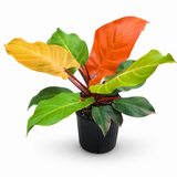 Philodendron Mccoys Finale