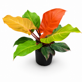 Philodendron Mccoys Finale