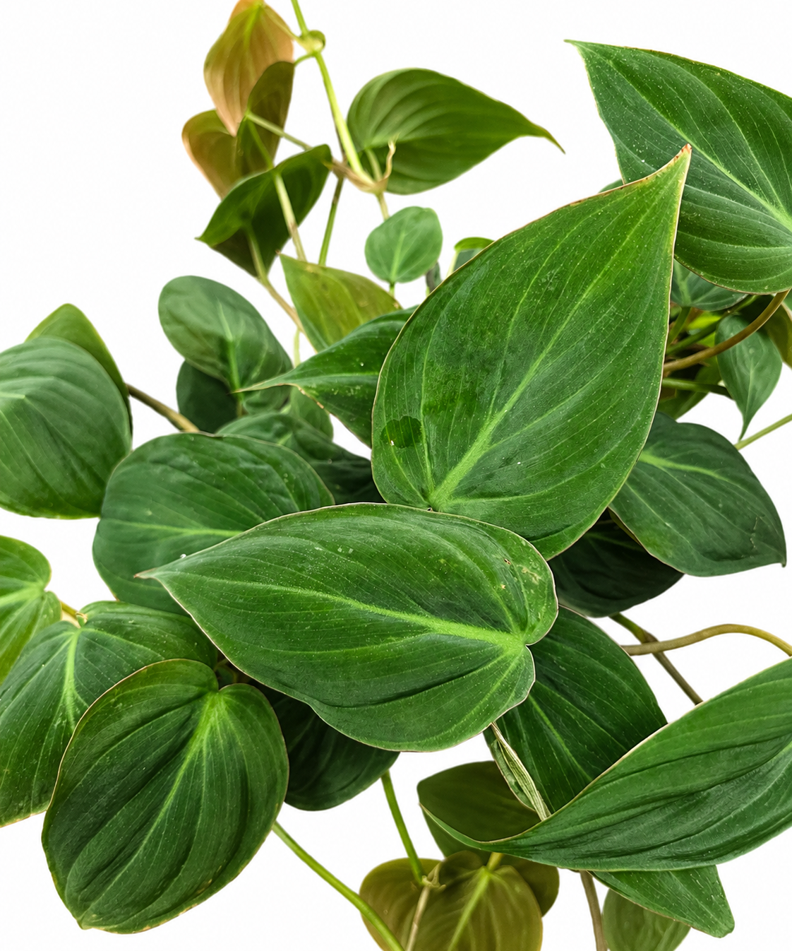 Philodendron Micans