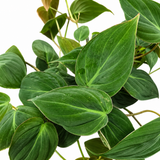 Philodendron Micans