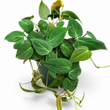 Philodendron Micans