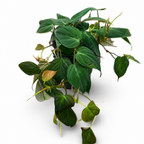Philodendron Micans