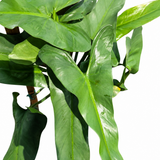 Philodendron Silver Sword