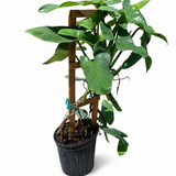 Philodendron Silver Sword